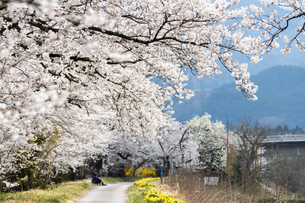 桜の木の下で(塩の千本桜)