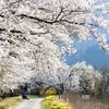 桜の木の下で(塩の千本桜)