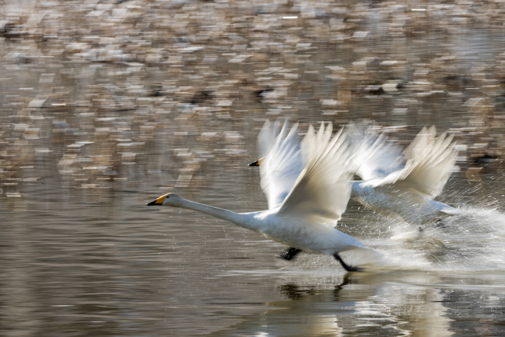 流し撮りの練習５