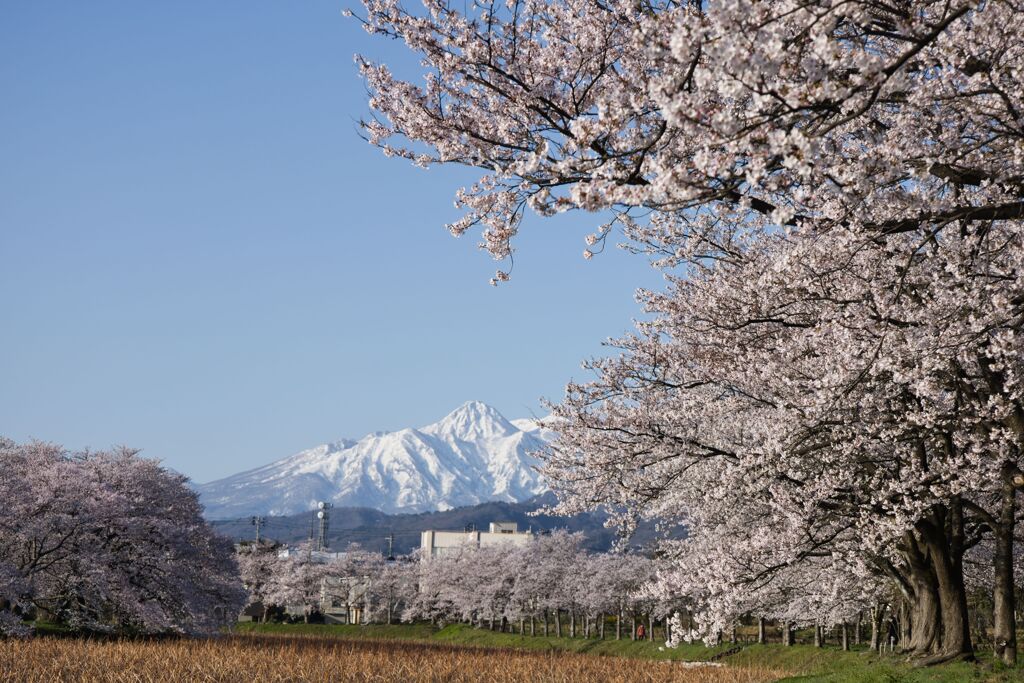 桜と妙高山