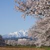 桜と妙高山