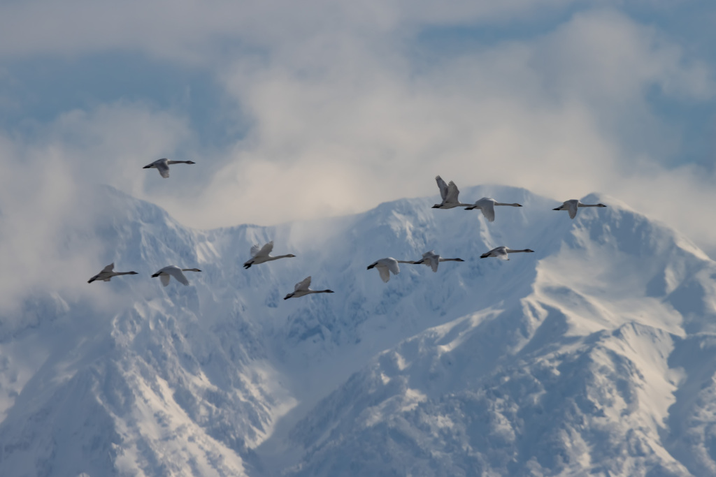 餌場へ移動中かな？