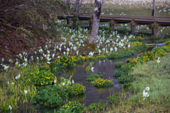 池ケ原湿原の流れ