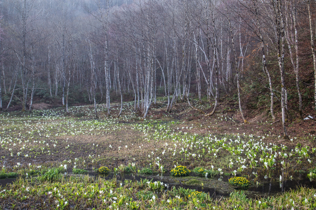湿原に広がる水芭蕉