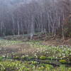 湿原に広がる水芭蕉