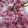 枝垂桜３