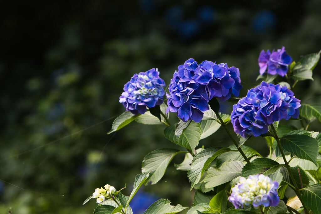 雨の降らない梅雨に咲いた紫陽花１