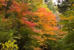 阿弥陀山清水寺の紅葉10