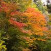 阿弥陀山清水寺の紅葉10