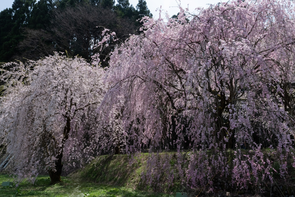長引野の枝垂れ桜１
