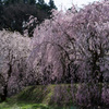 長引野の枝垂れ桜１