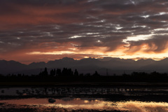 白鳥と朝焼け(一時焼け)１