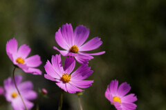 秋桜１