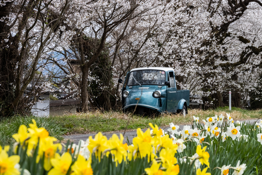 超珍しい車と・・(塩の千本桜)