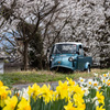 超珍しい車と・・(塩の千本桜)