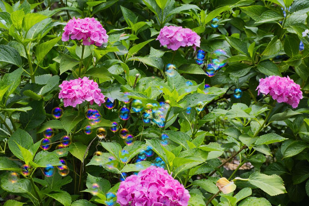 シャボン玉と紫陽花