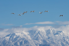 毛勝三山をバックに
