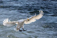 飛び出しや～めた