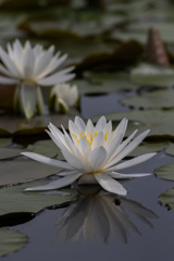 水鏡の睡蓮１