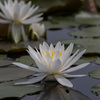 水鏡の睡蓮１