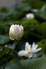 白い蓮１