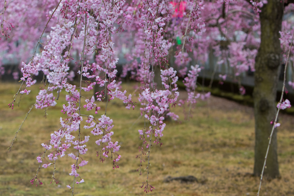 枝垂桜２