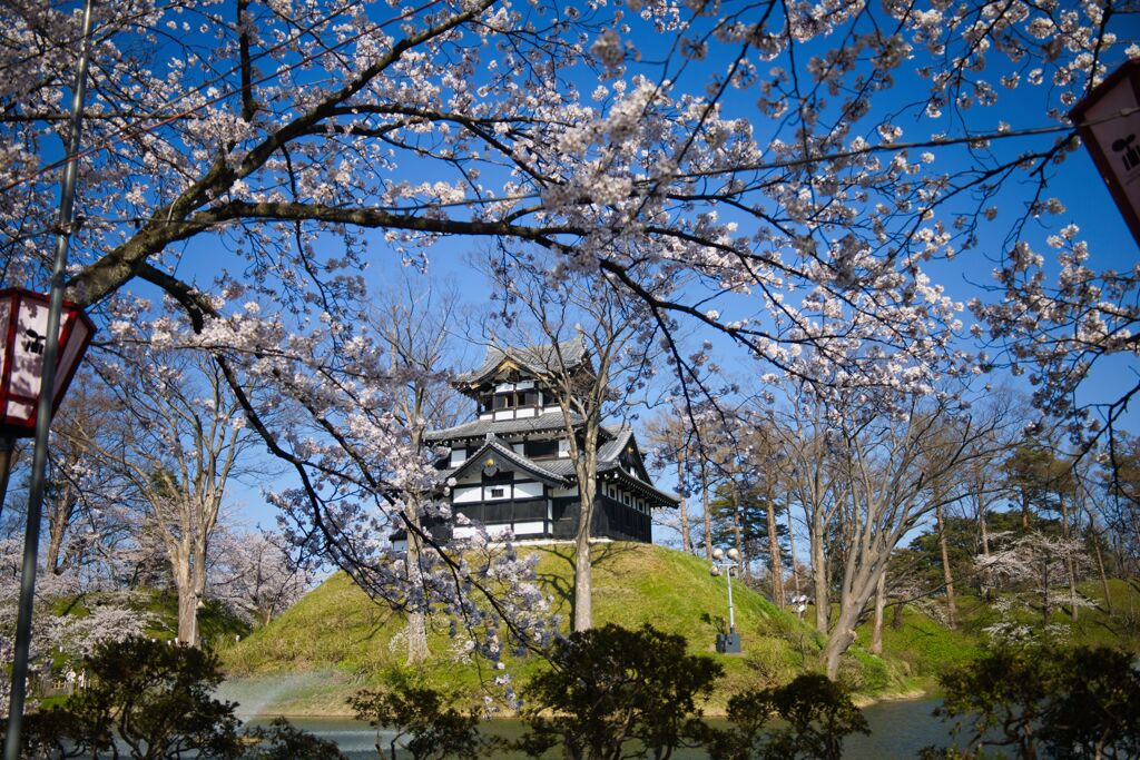 午後の高田城と桜