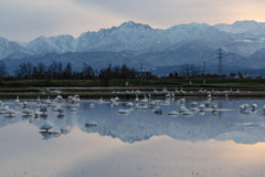 水鏡に佇む白鳥