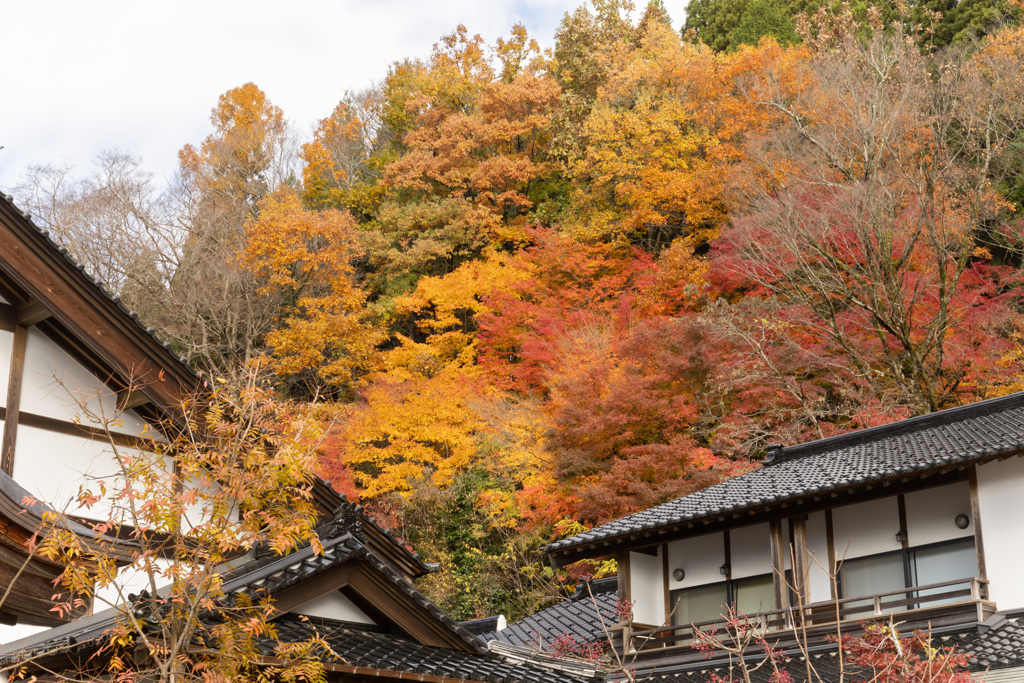 裏山の紅葉、炎の如く