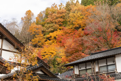 裏山の紅葉、炎の如く