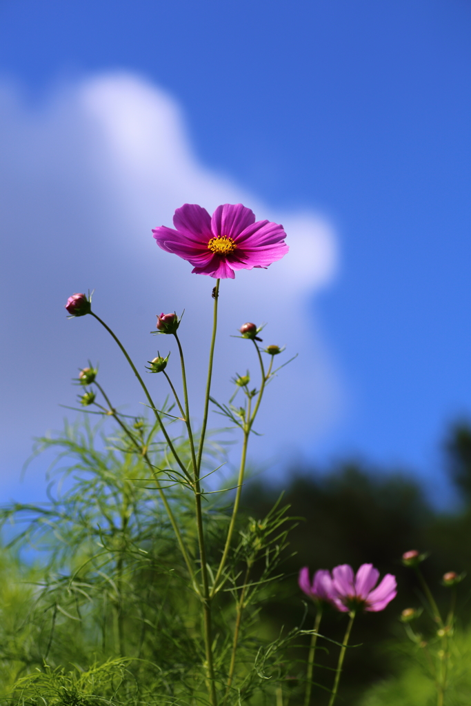 秋桜