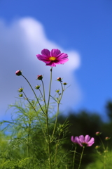 秋桜