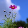 秋桜