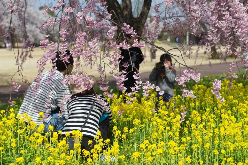 パパ・ママ撮るよ