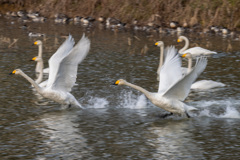 流し撮り練習２