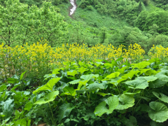 野ブキ