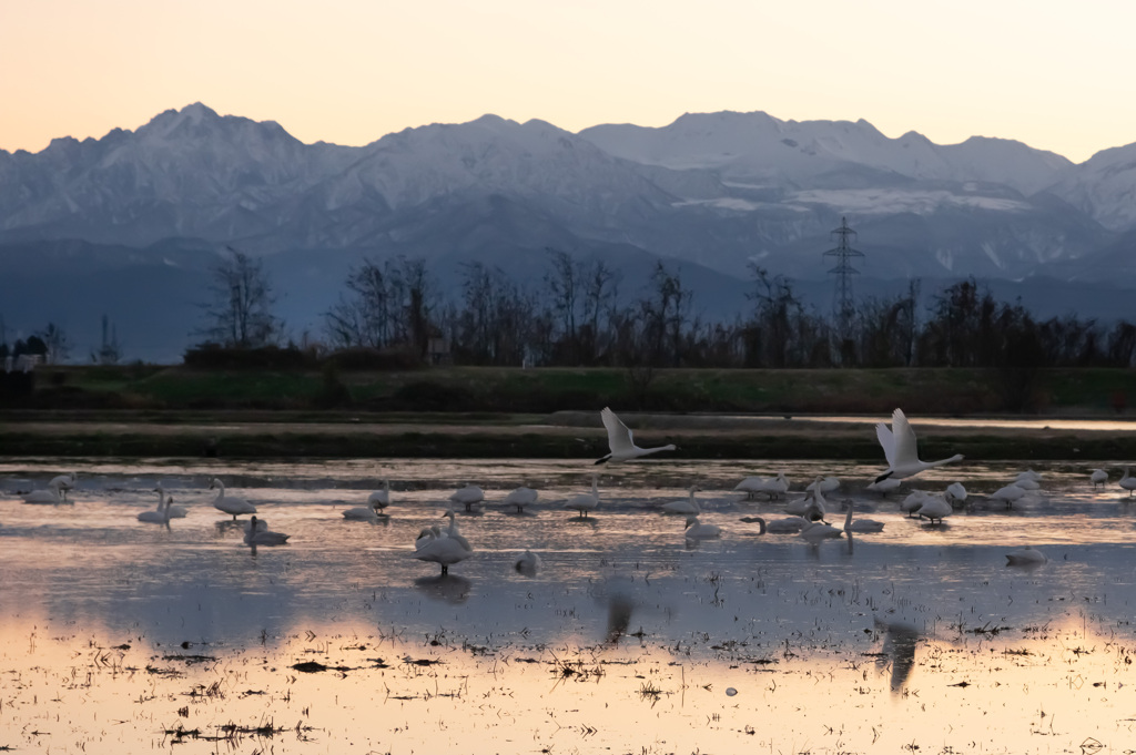 早朝の飛び出し