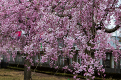 枝垂桜１