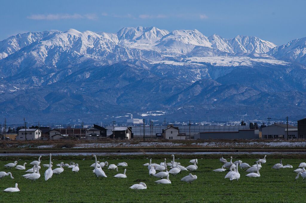 麦畑に集う白鳥（立山編）