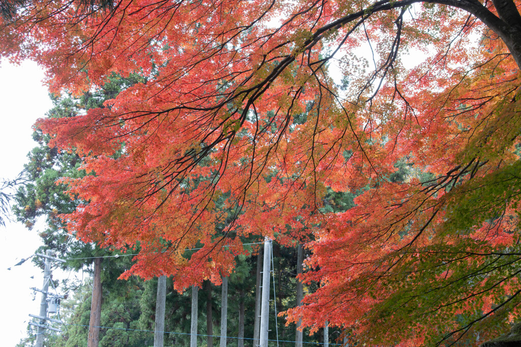 阿弥陀山清水寺の紅葉９