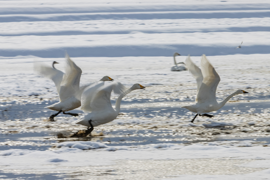 午後の運動、スタート