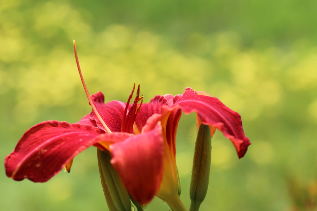 太閤山ランドの花２