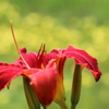 太閤山ランドの花２