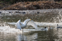 流し撮り練習１