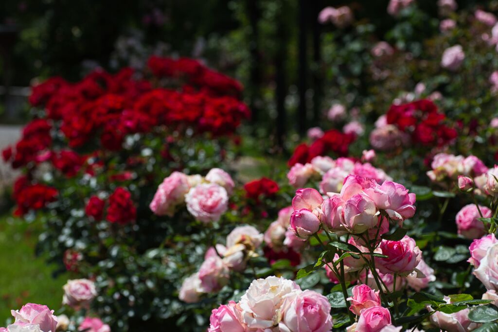 あいやまガーデンの薔薇１