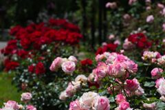 あいやまガーデンの薔薇１