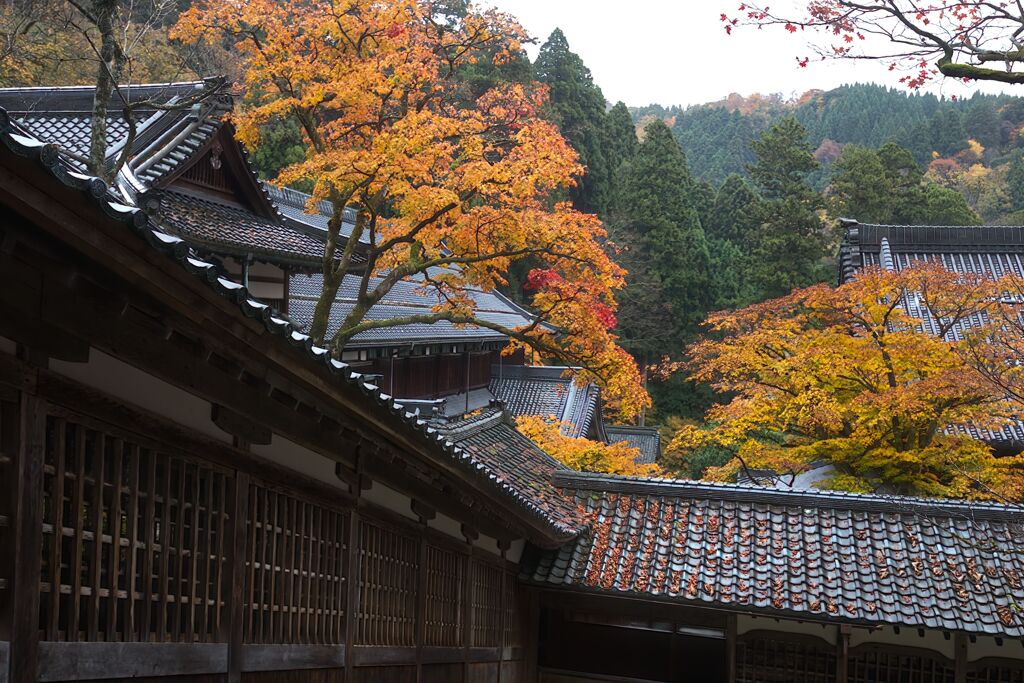 瓦と紅葉２