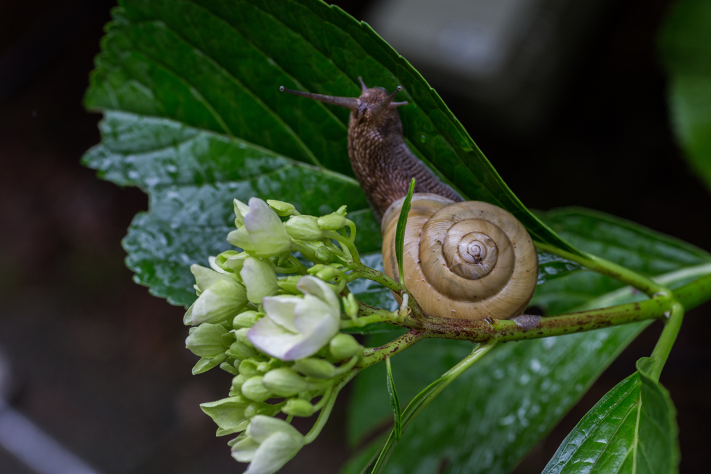 雨の日は、貴方とアジサイ