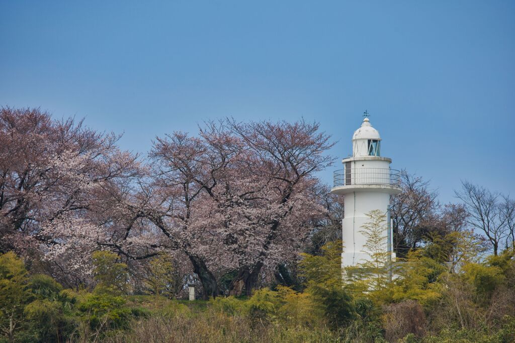 岩崎ノ鼻灯台と桜