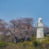 岩崎ノ鼻灯台と桜